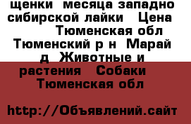 щенки 2месяца западно-сибирской лайки › Цена ­ 5 000 - Тюменская обл., Тюменский р-н, Марай д. Животные и растения » Собаки   . Тюменская обл.